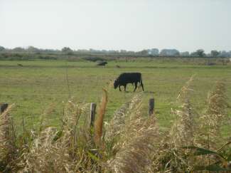 DSC09995.JPG